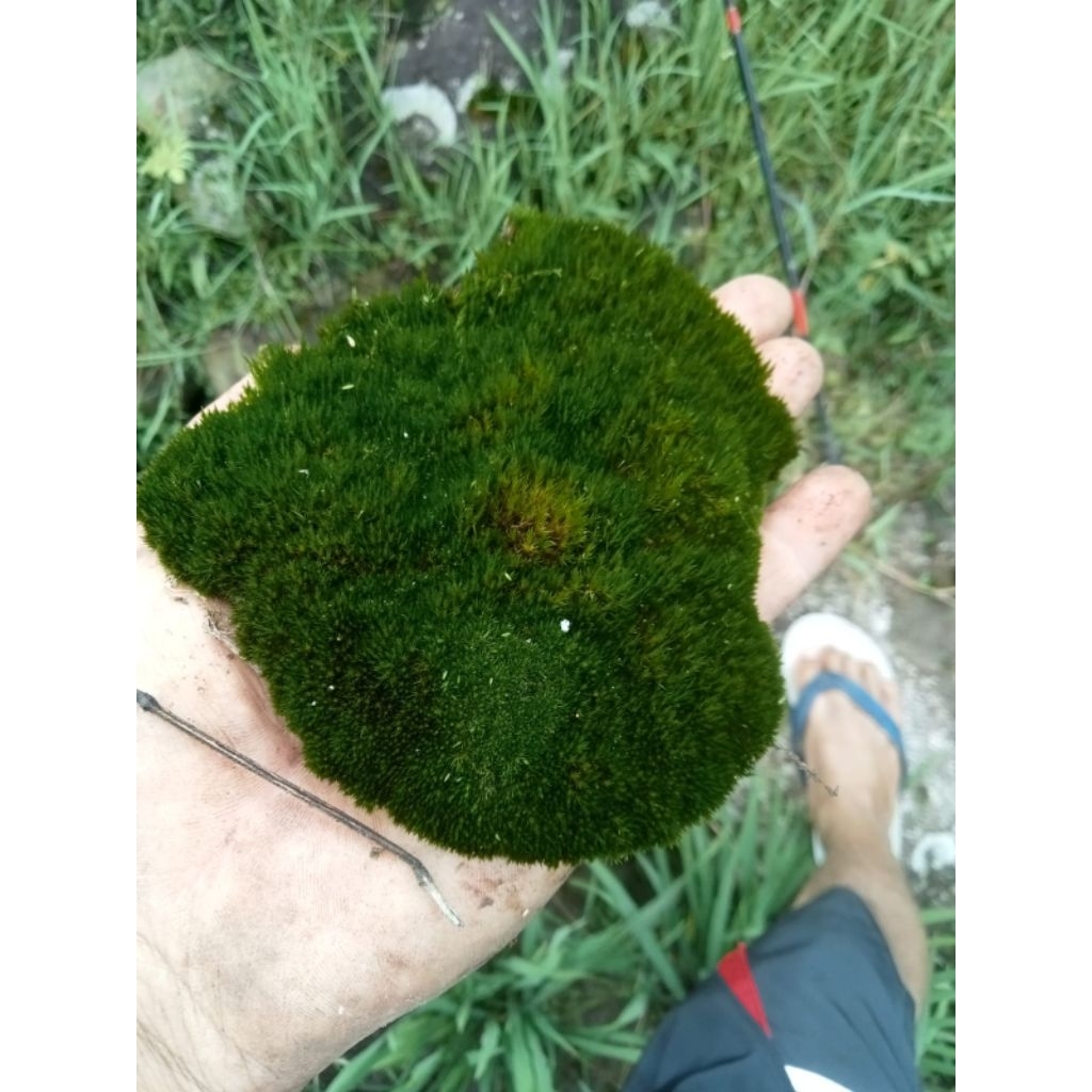 mos darat paludarium/terrarium /250 gram