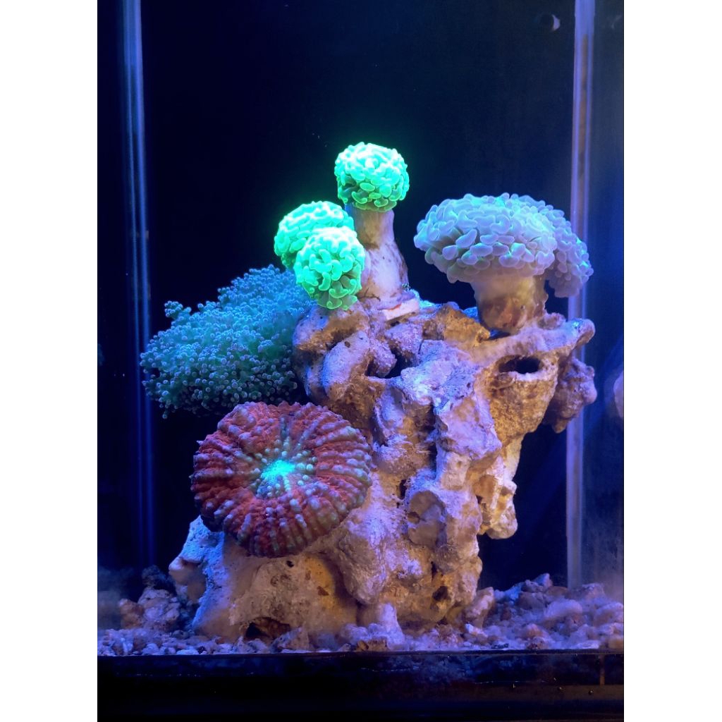 Aquarium air laut fullset