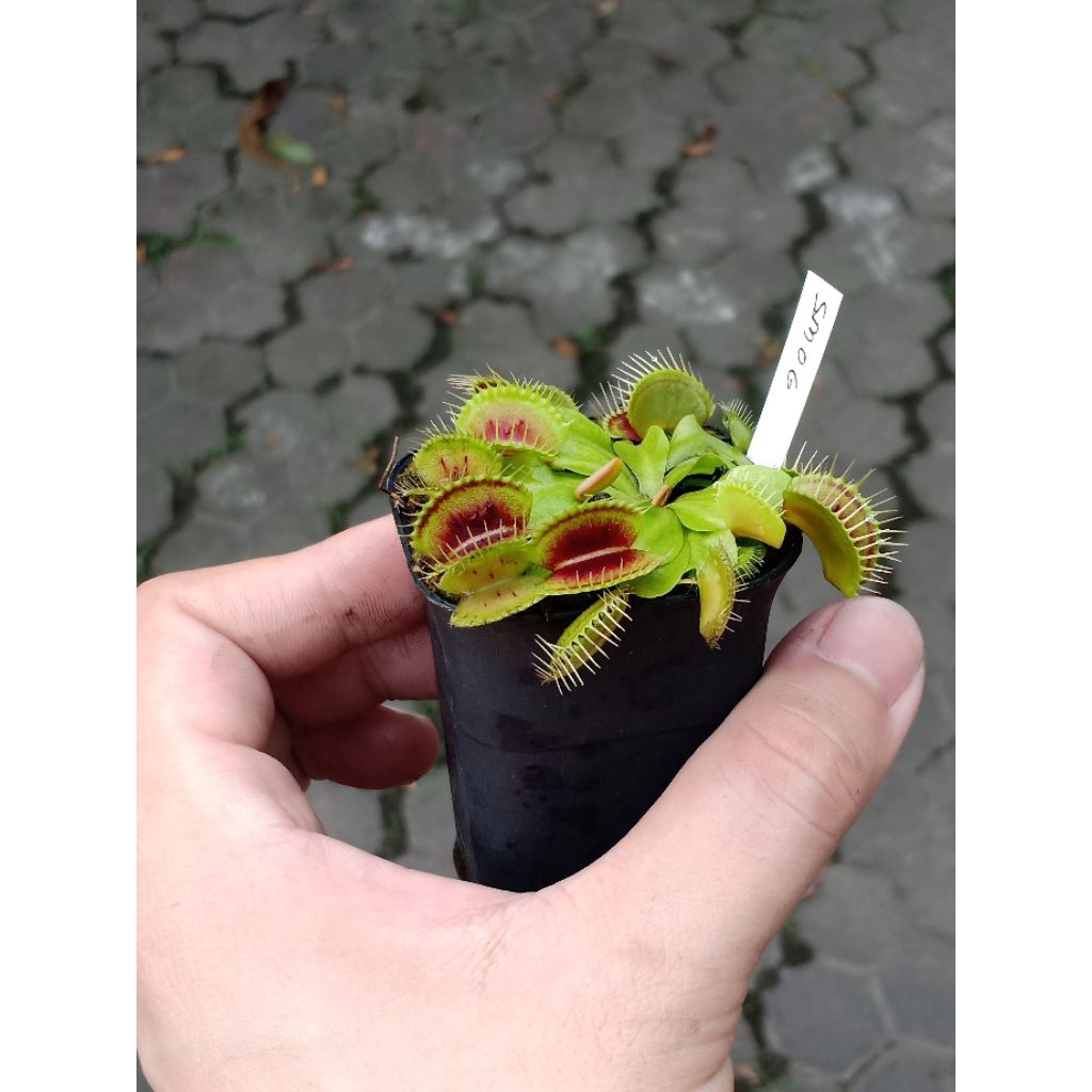 Venus Flytrap - Smog