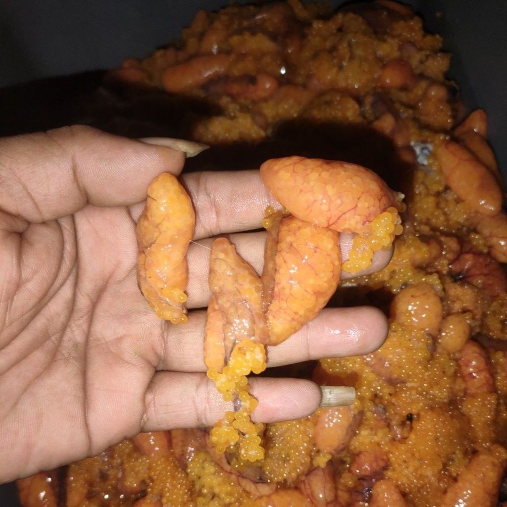 Umpan Mancing (TS) Telor Ikan Sapu Sapu Berat 250 Gram Banyu Lukito