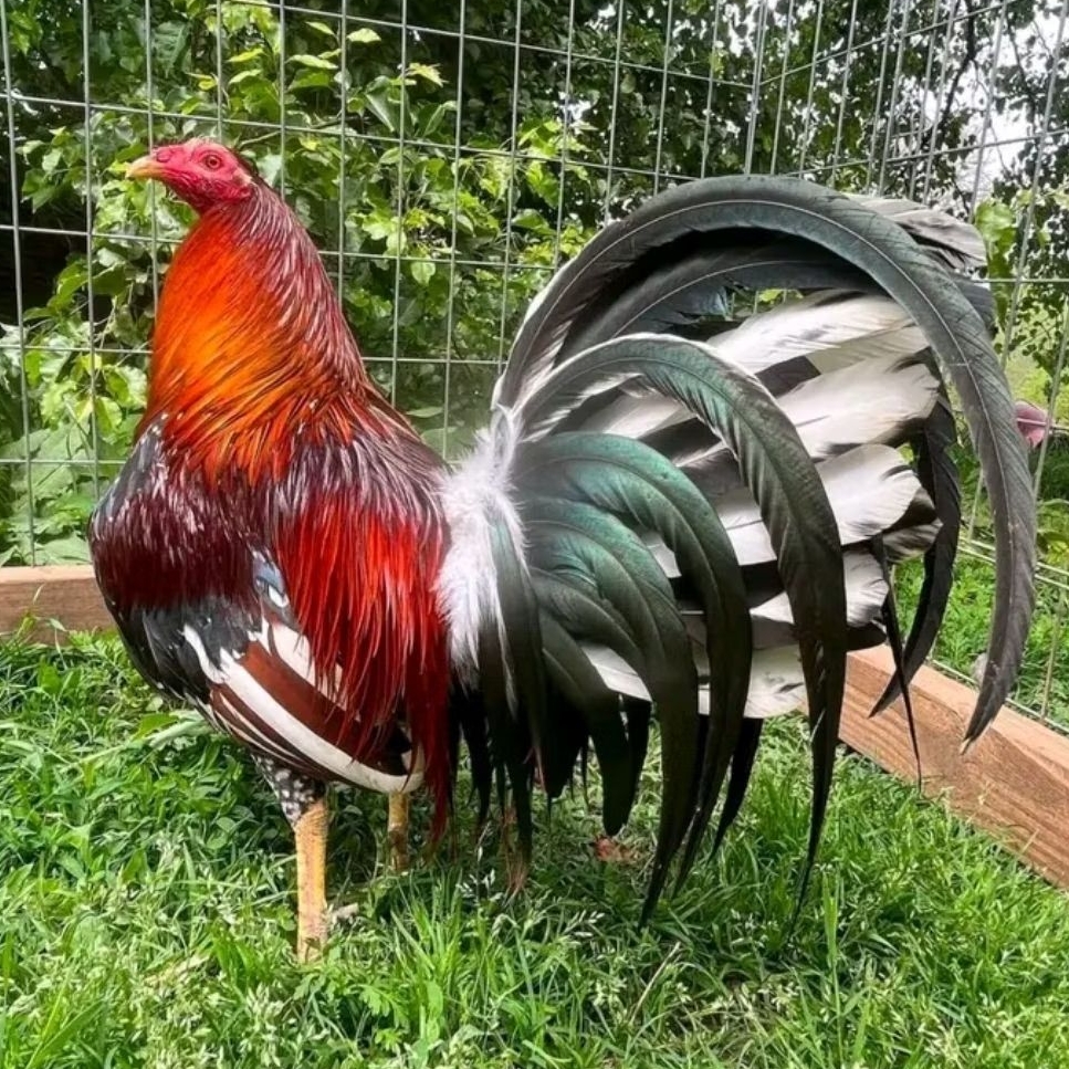 TELUR AYAM PHILIPIN ASLI  siap tetas