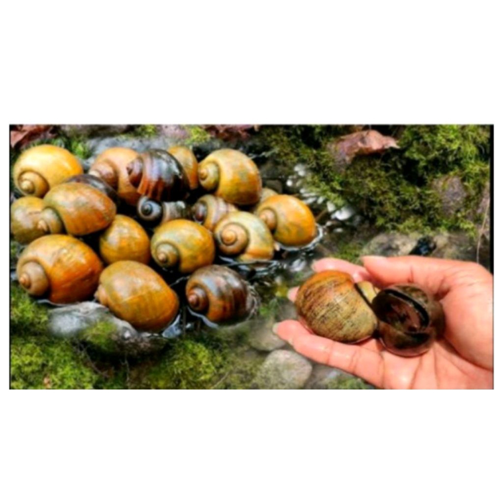 Cangkang keong mas hanya cangkang saja cocok untuk hiasan