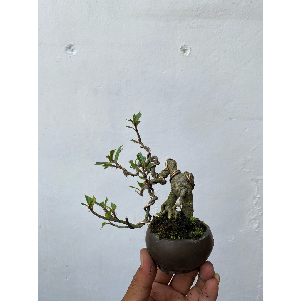 Bonsai Shito Ficus California