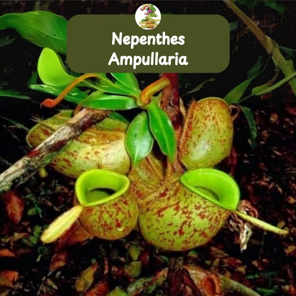 Nepenthes ampullaria