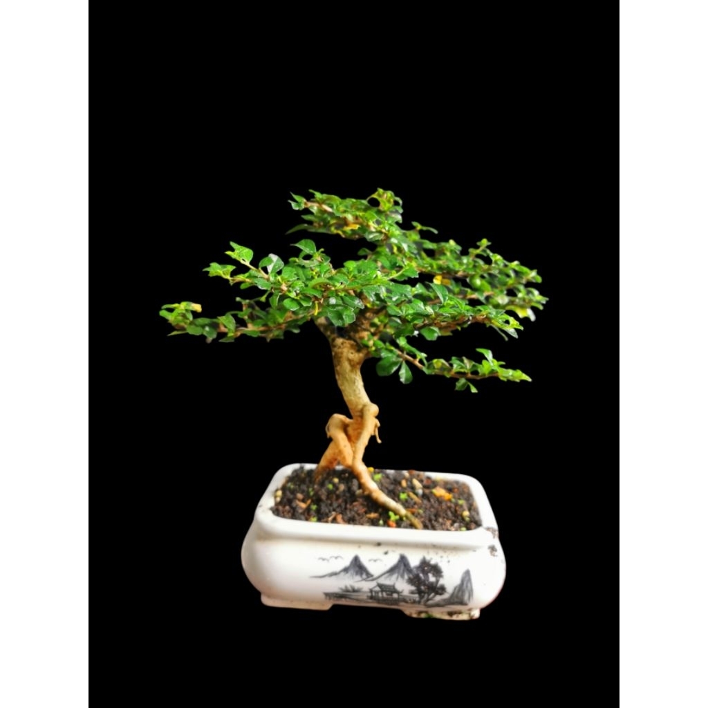 Bonsai Hokianti / Hokianti Mame