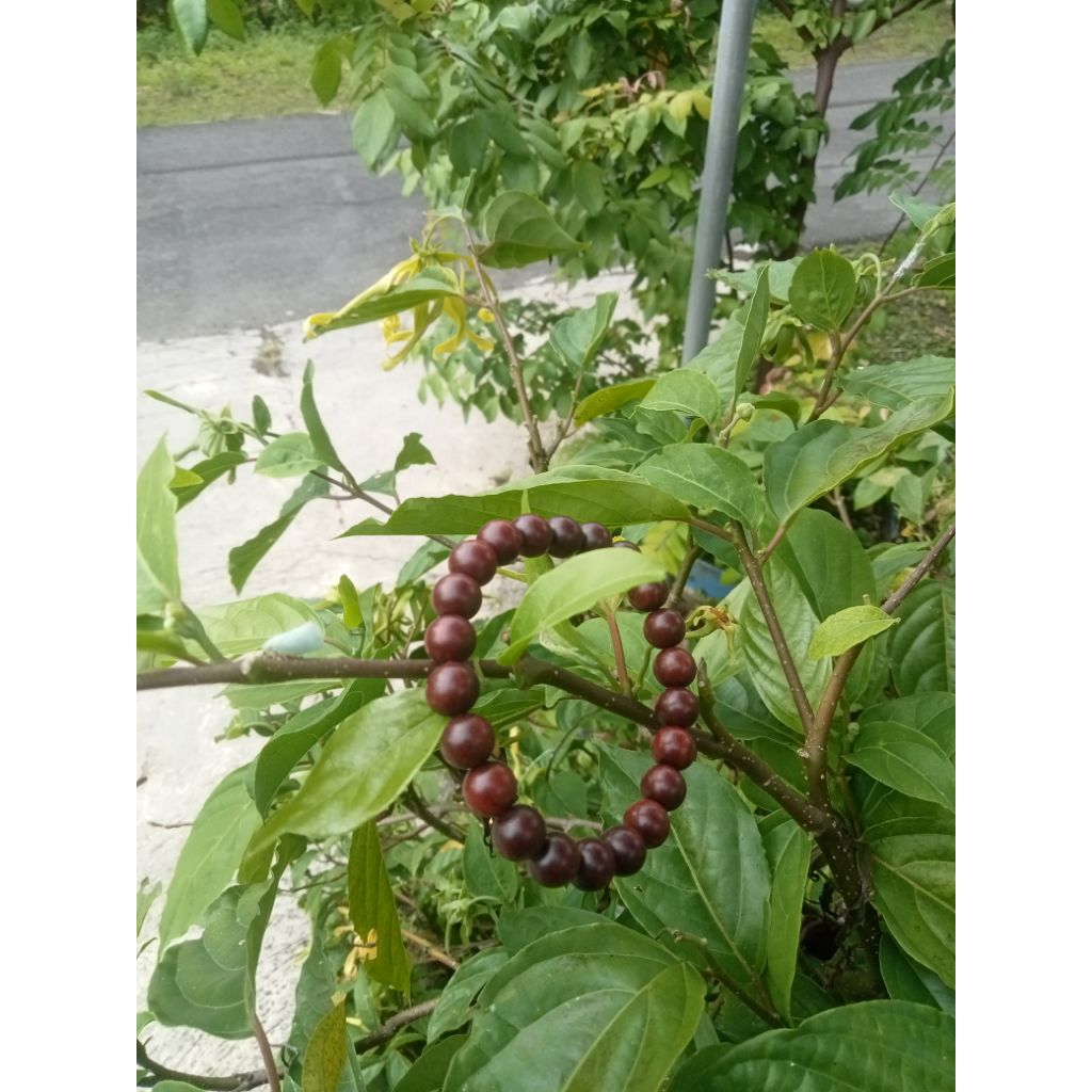 gelang nagasari gandul R.M.P sosrokartono 9,5 mm