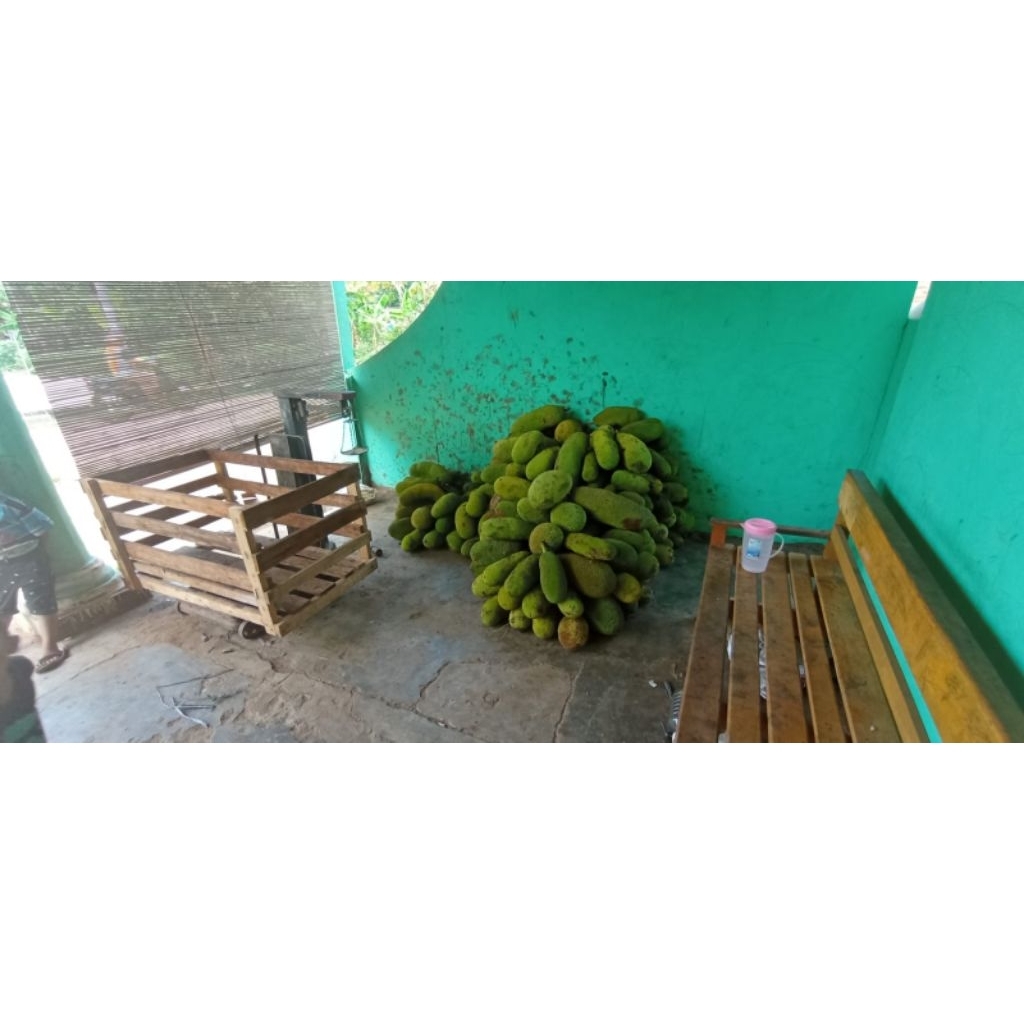 Nangka Muda - Gori - Tewel