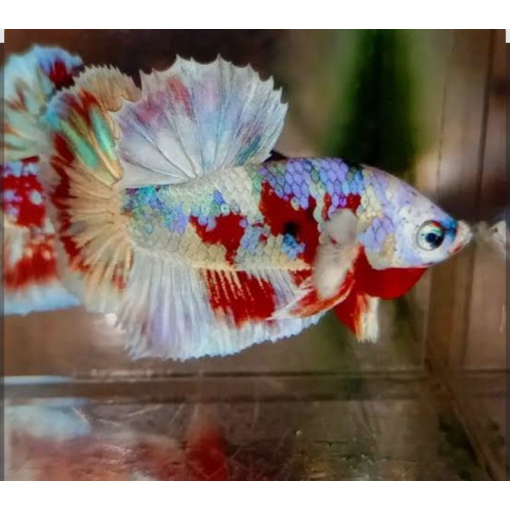 cupang Barongsai indukan