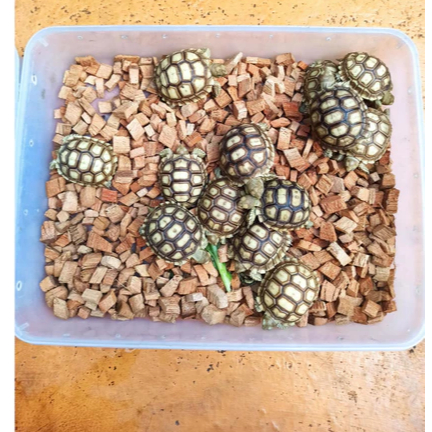 kura darat sulcata 6-7 cm pilihan bagus
