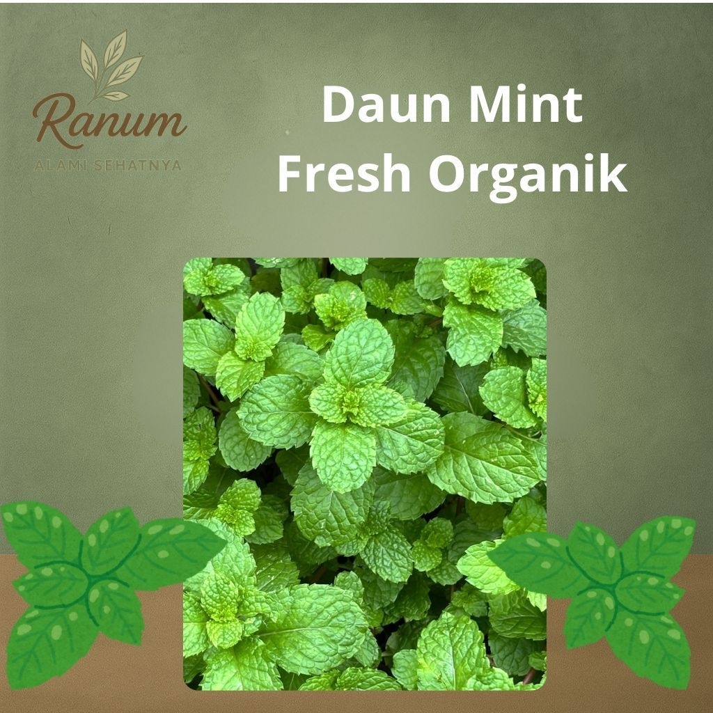 Daun Mint Organik Fresh Segar 50 Gram - Ranum Daun Mint