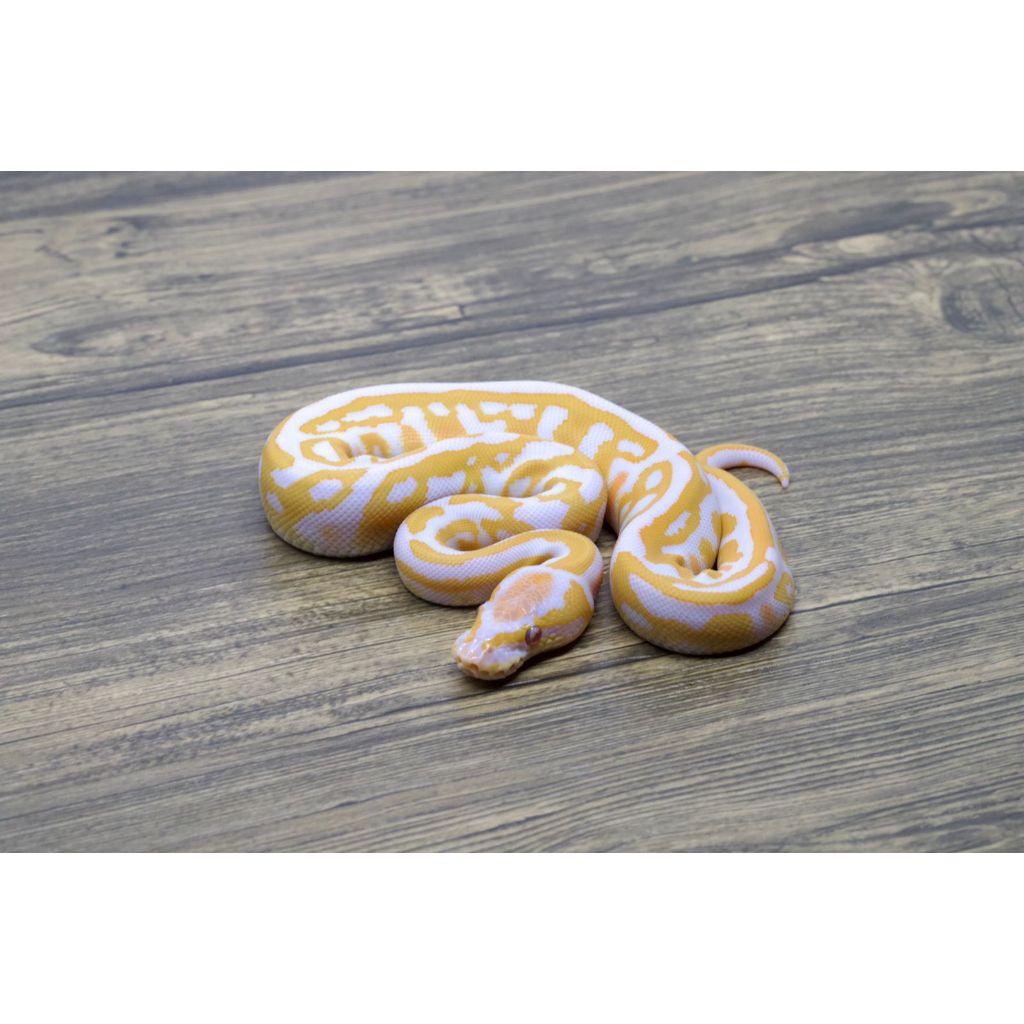 Ballpython Leopard Lavender Het Clown Female