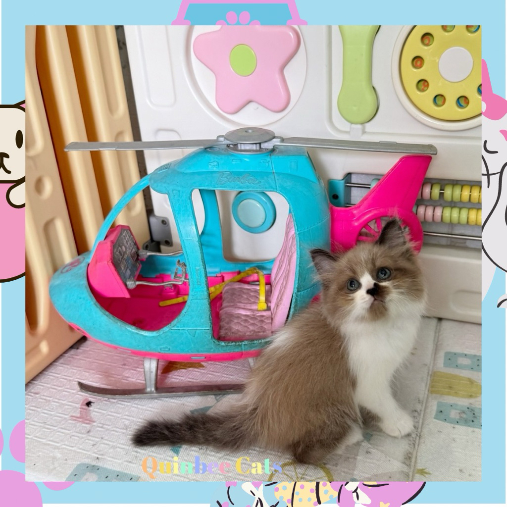 Kucing Ragdoll Seal Mink Mitted Betina