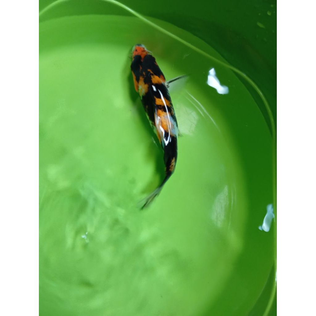 ikan koi Blitar jenis Showa