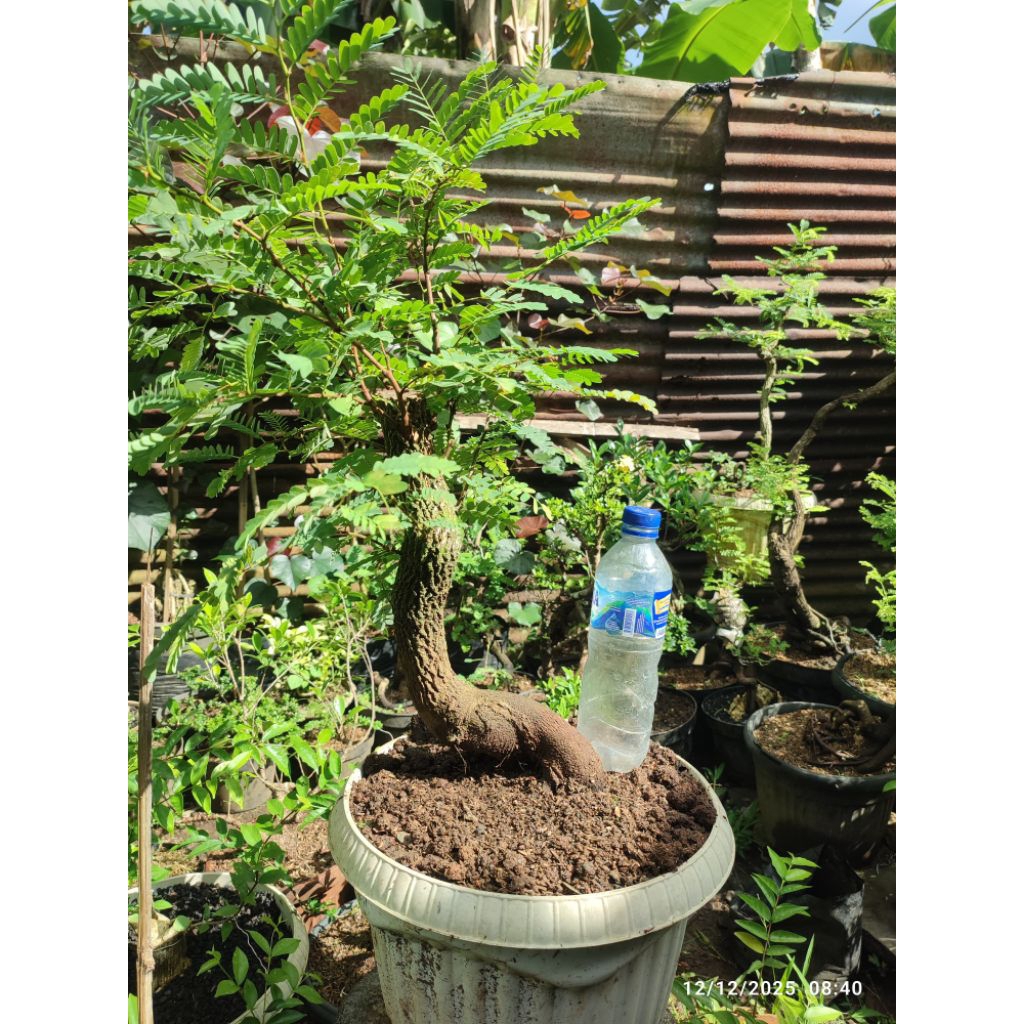 bonsai asem jawa bahan bonsai dongkelan besar