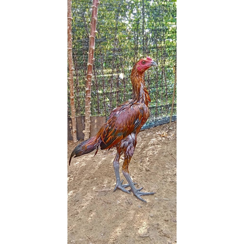 ayam bangkok, pama, mangin, pluker