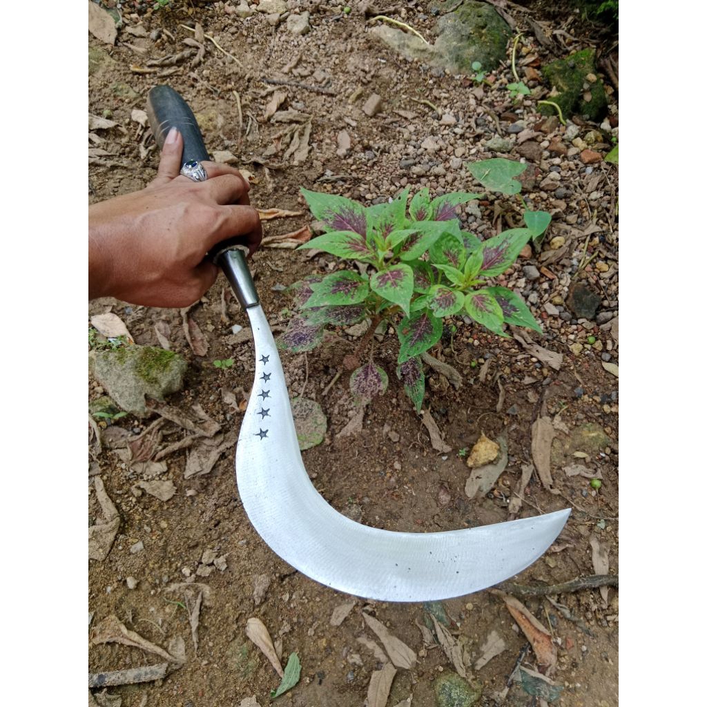 COD Sabit/ Arit bintang5 Alat berkebun manual pemangkas rumput padi asli khas Madura