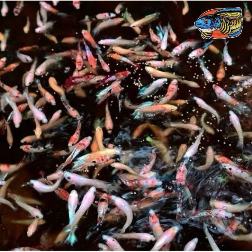 BEST SELLER Anakan Cupang Halfmoon Multi Color Size S Siap Mutasi Male & Female Grade A