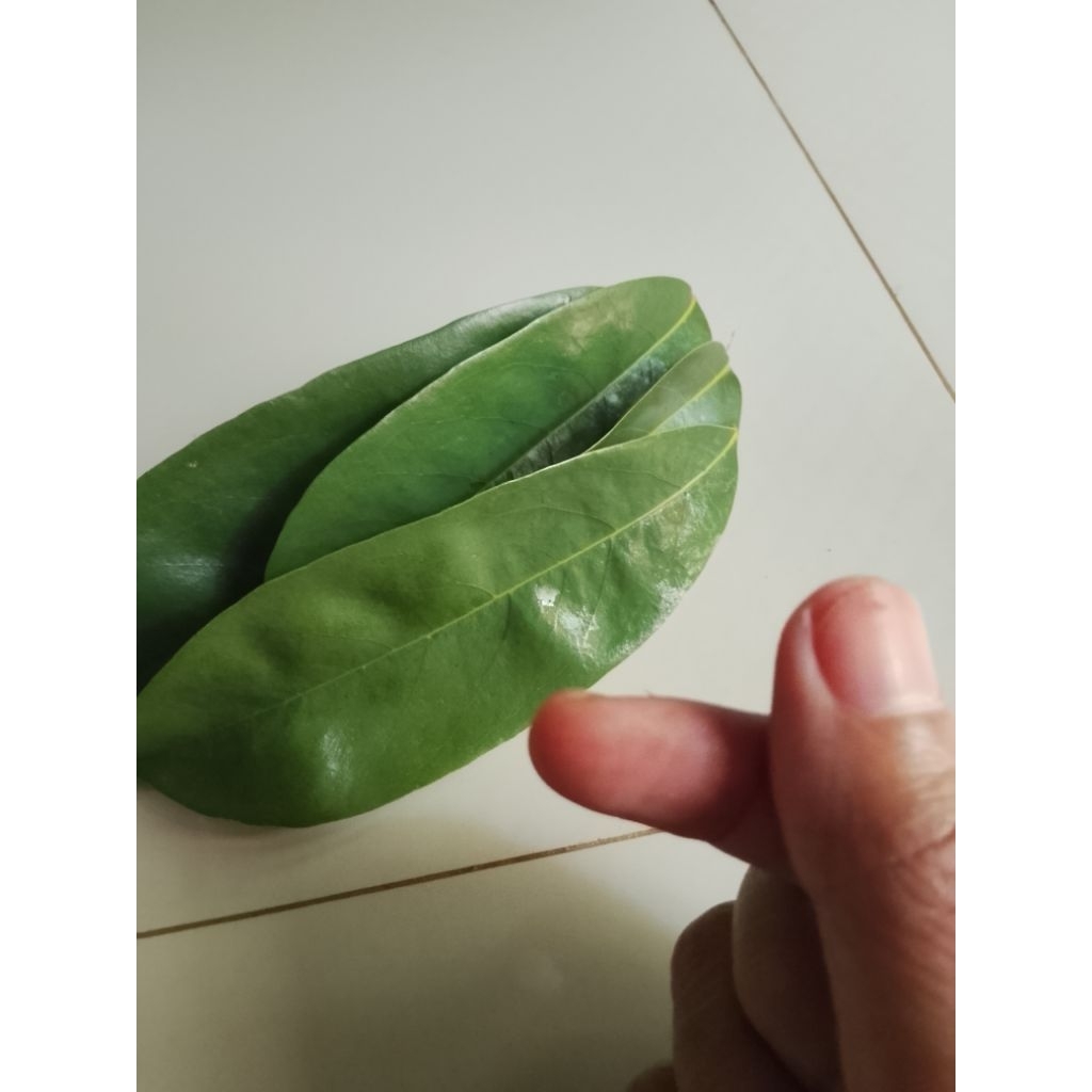 daun sirsak segar berisi 30 lembar /daun sirsak untuk kesehatan /daun sirsak /daun sirsak perlembar 