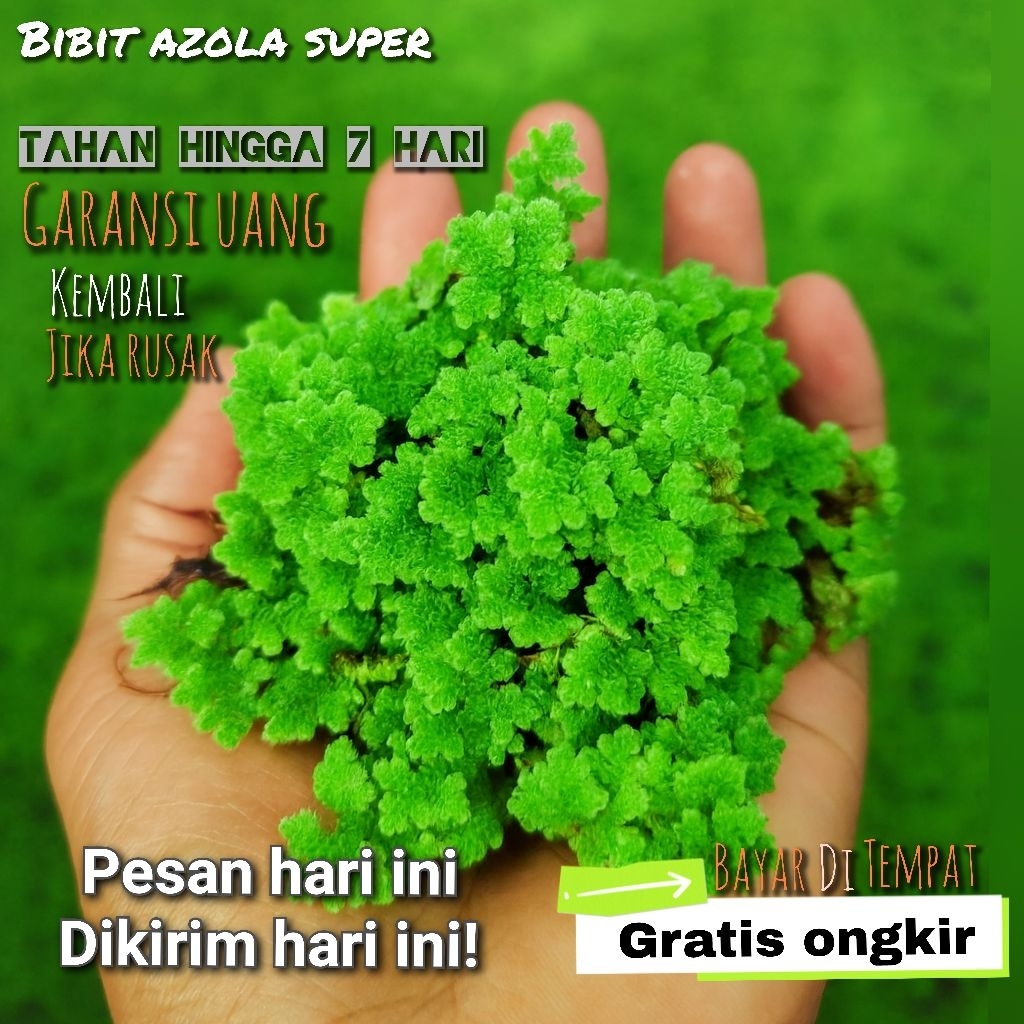 Azola bibit azolla microphyla 1kg
Azola pinata azola segar


