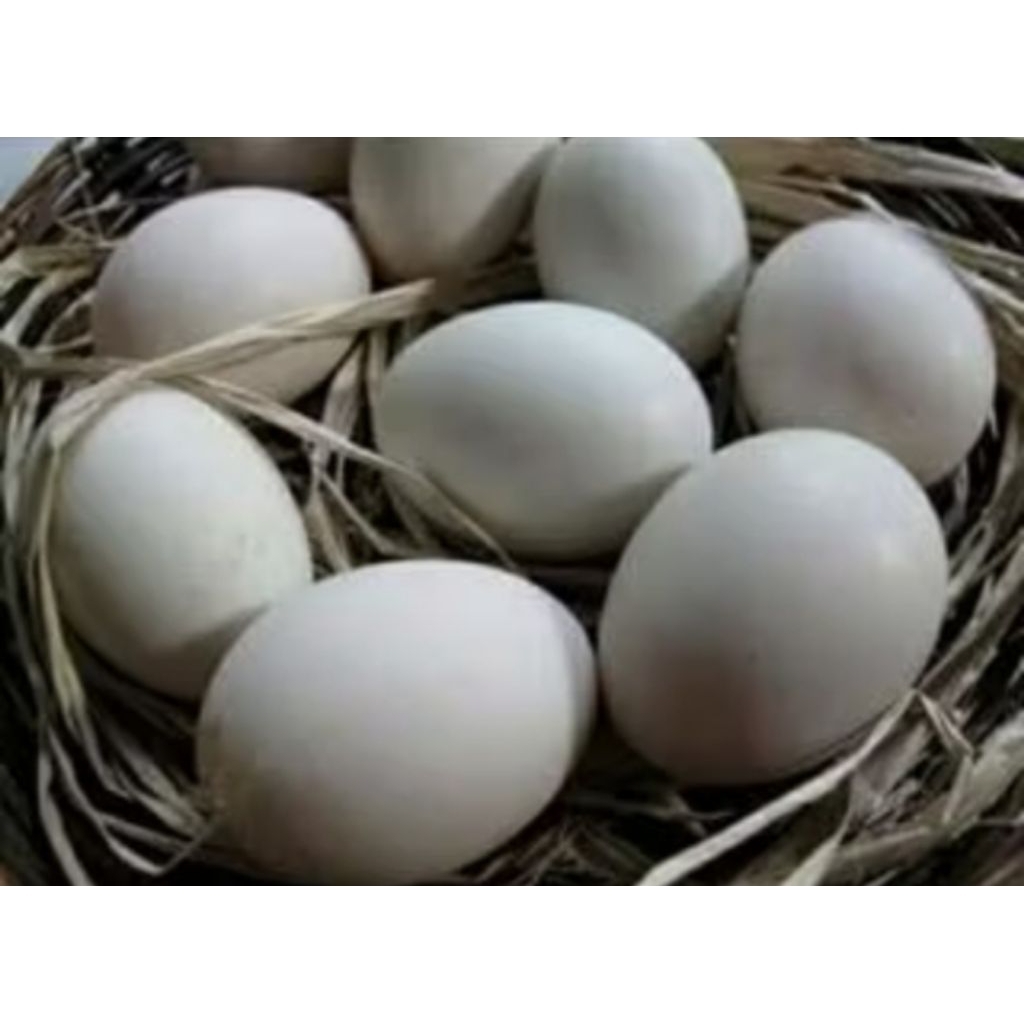 TELUR MENTOK UNTUK DI TETASKAN / TELUR ENTOK SUPER JUMBO LEHER PANJANG