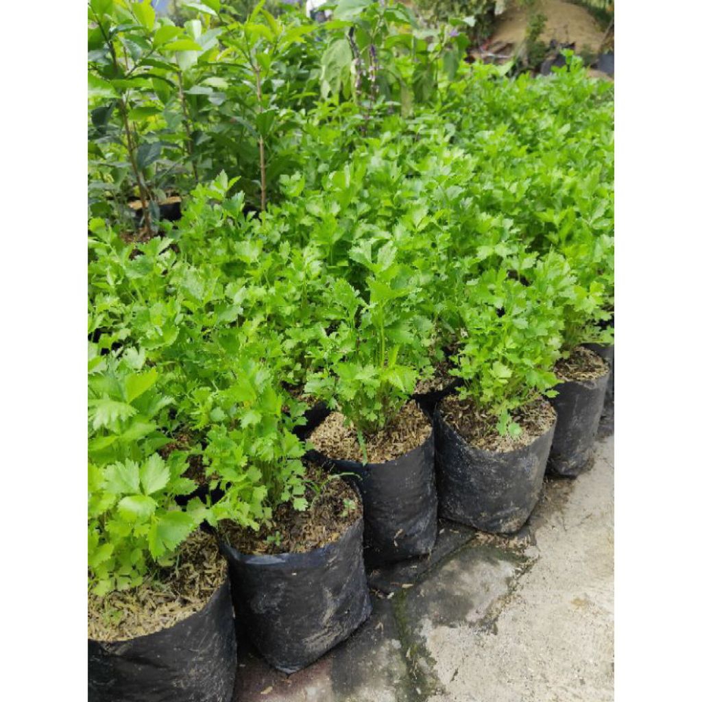 Paket murah Bibit Sayur Hidup Seledri Daun Bawang Kemangi | Bibit Siap Tanam | Paket tanaman sayuran