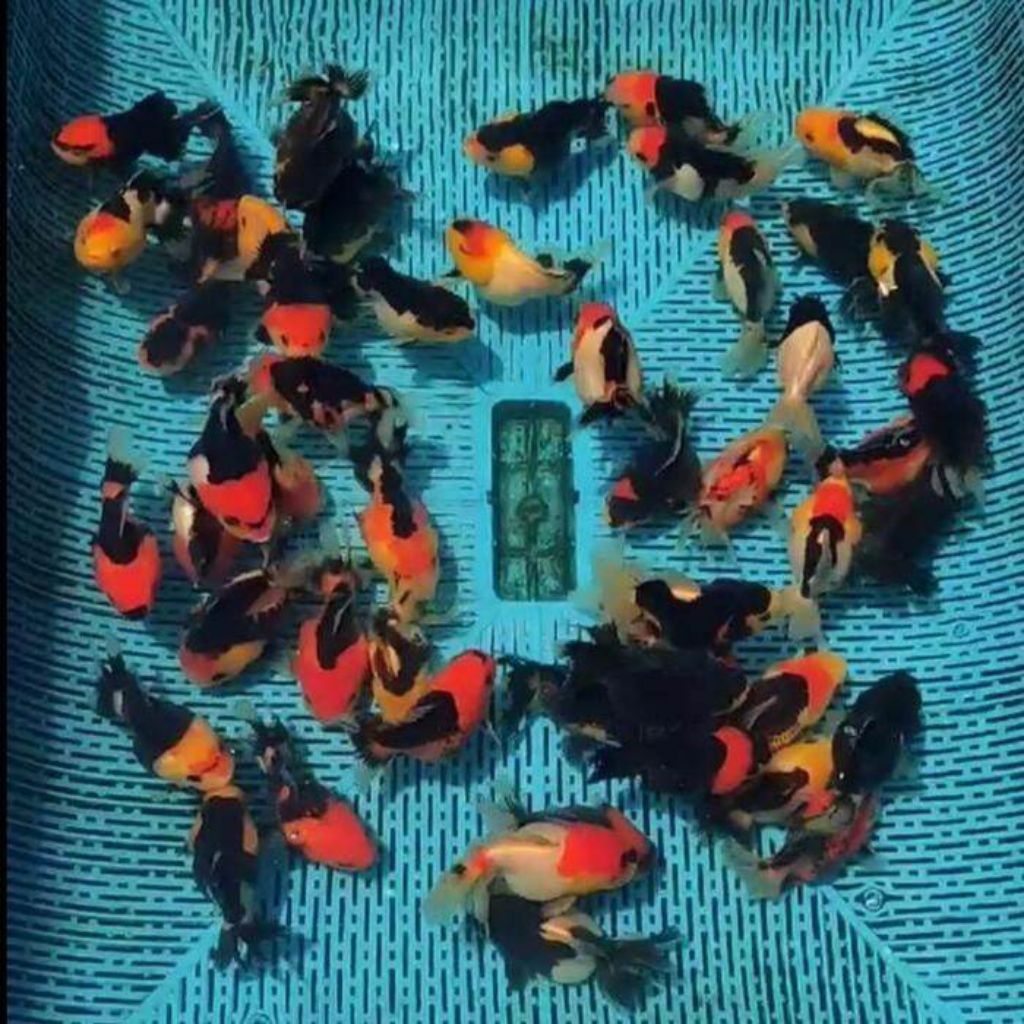 IKAN HIAS KOKI ORANDA PANDA 3 COLOUR