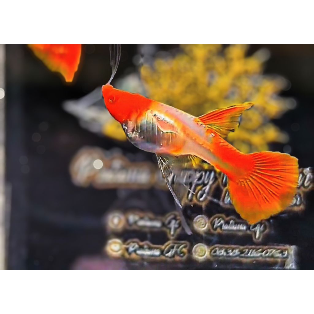 Pelet pakan (Albino koi ribbon gen red ear)