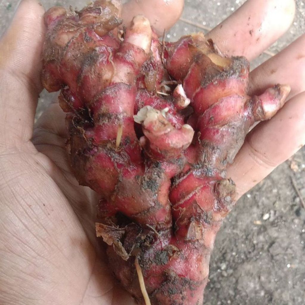 jahe merah/ jahe medan 1kg, jahe merah tua fresh