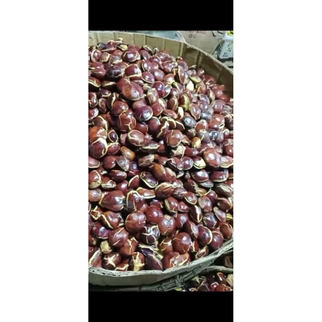 jengkol tua 1kg, jengkol rendaman, jengkol tua fresh,jengkol tua super abres