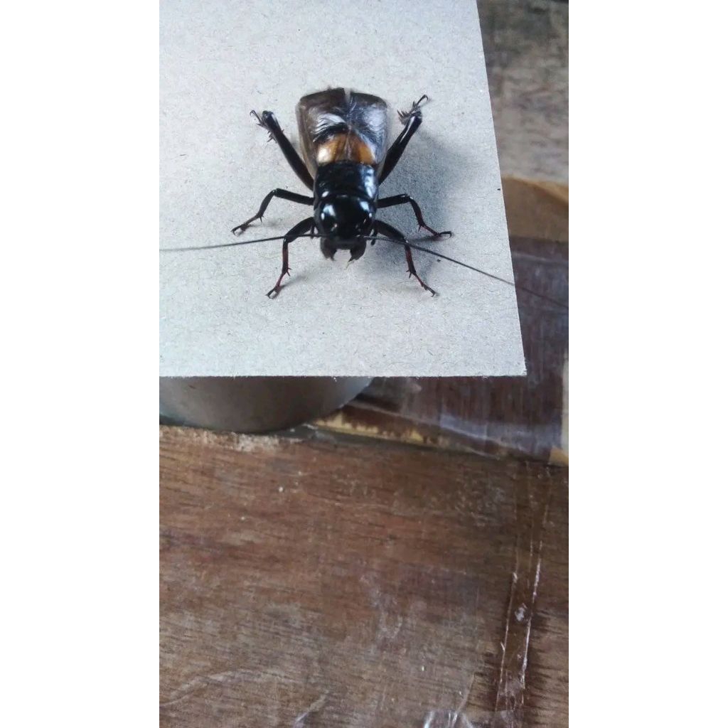 Jangkrik aduan -masteran burung,suara alam dan pengusir tikus