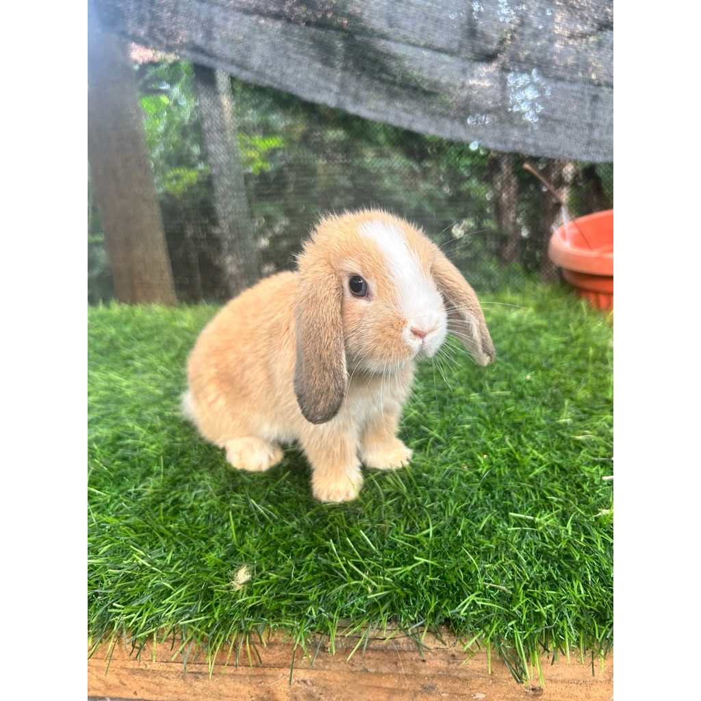 Kelinci Holand Lop Betina