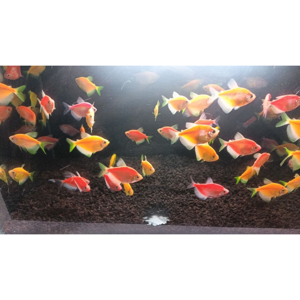 GlowFish Tetra Warna-Warni Uk.XL