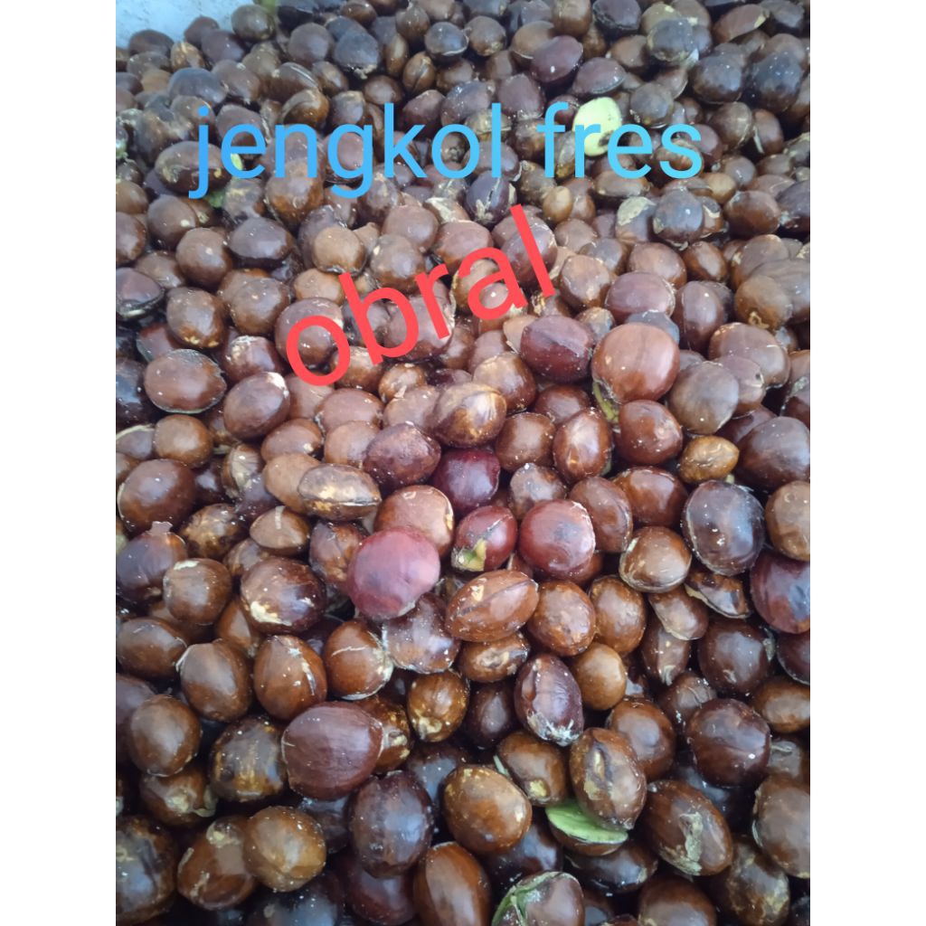 Jengkol Tua Mentah 1kg - Segar, Pulen, Langsung dari Pohon