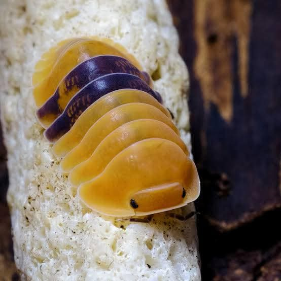 Isopod Cubaris sp Amber Ducky