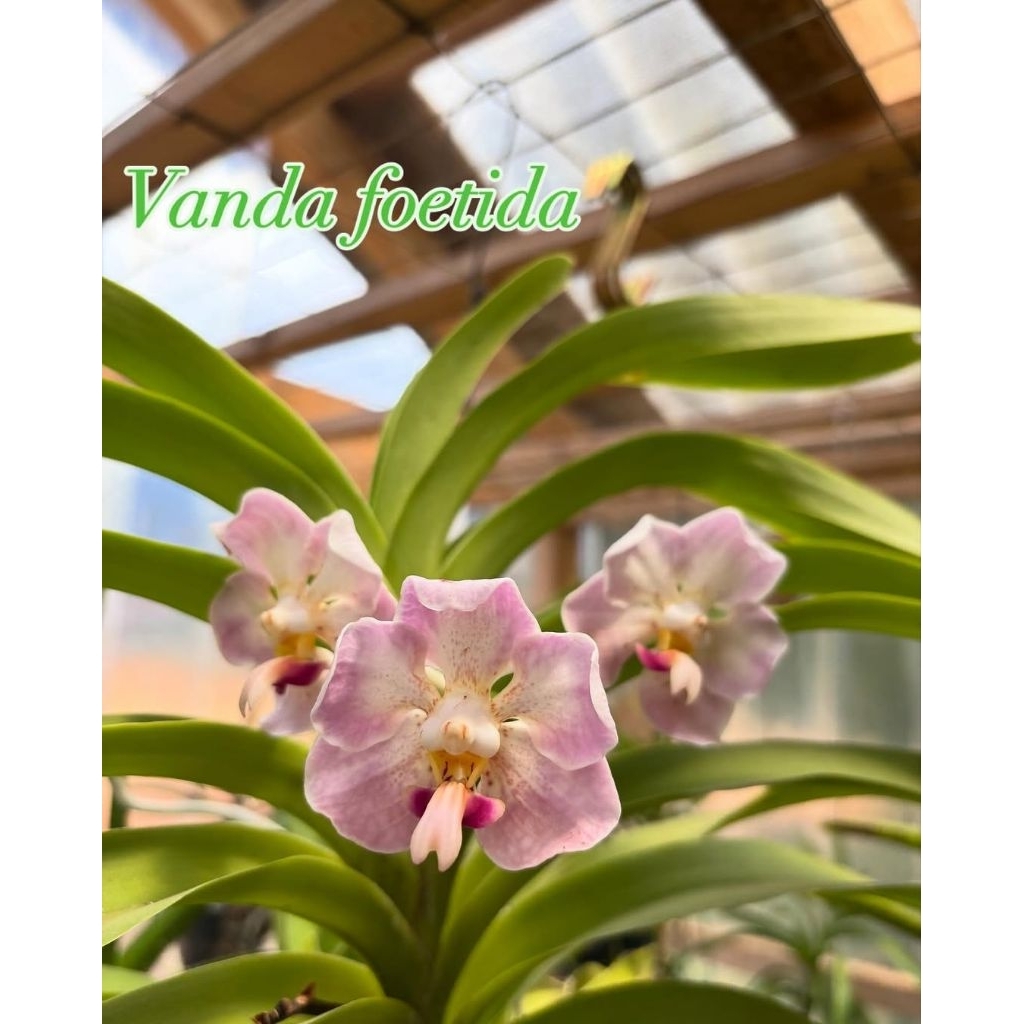 Anggrek Vanda foetida