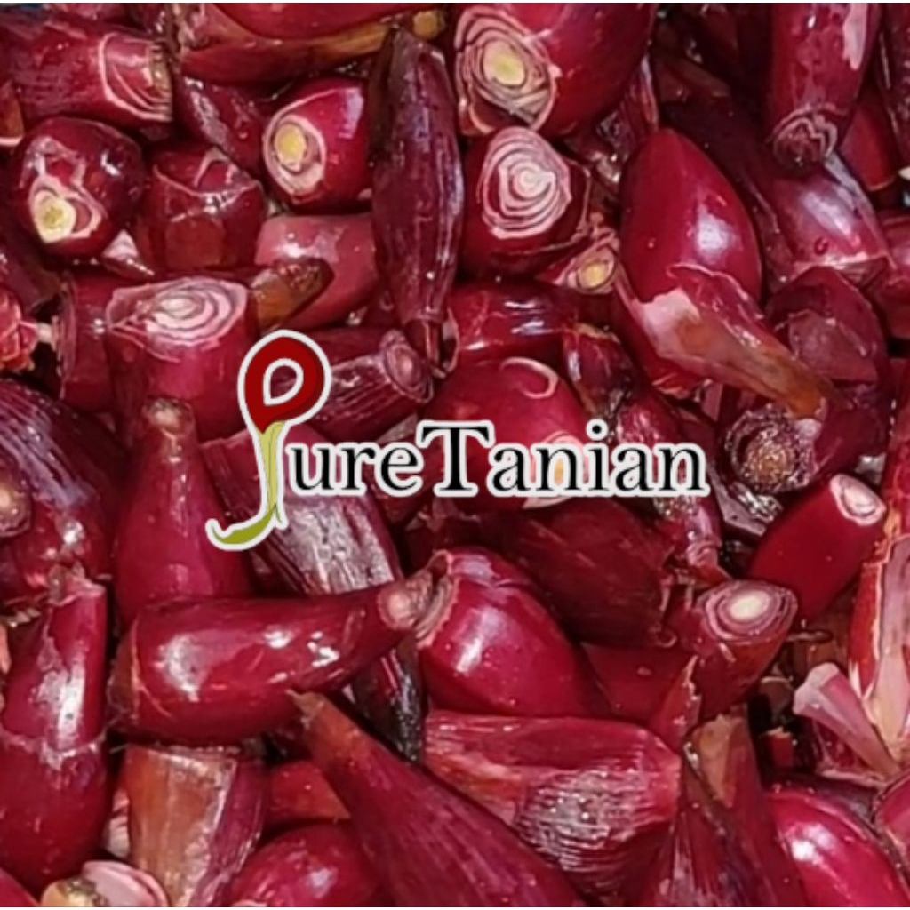 BAWANG DAYAK BASAH SEGAR – 250 GRAM