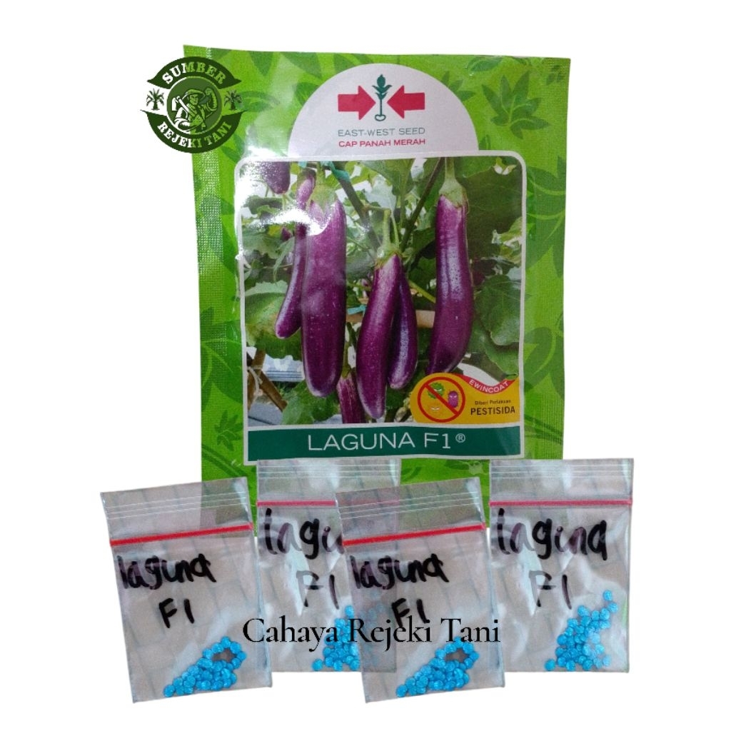 benih Terong ungu Laguna F1 kemasan repack