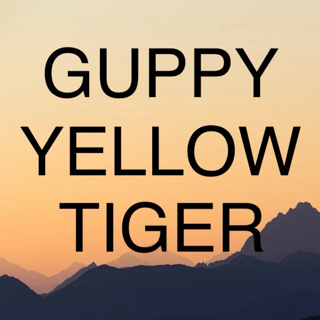 1 PAIR GUPPY YELLOW TIGER TOP GRADE SEPASANG ORIGINAL YELOW YELLO YELO BIG EAR MEWAH TOP VIEW GUPY I