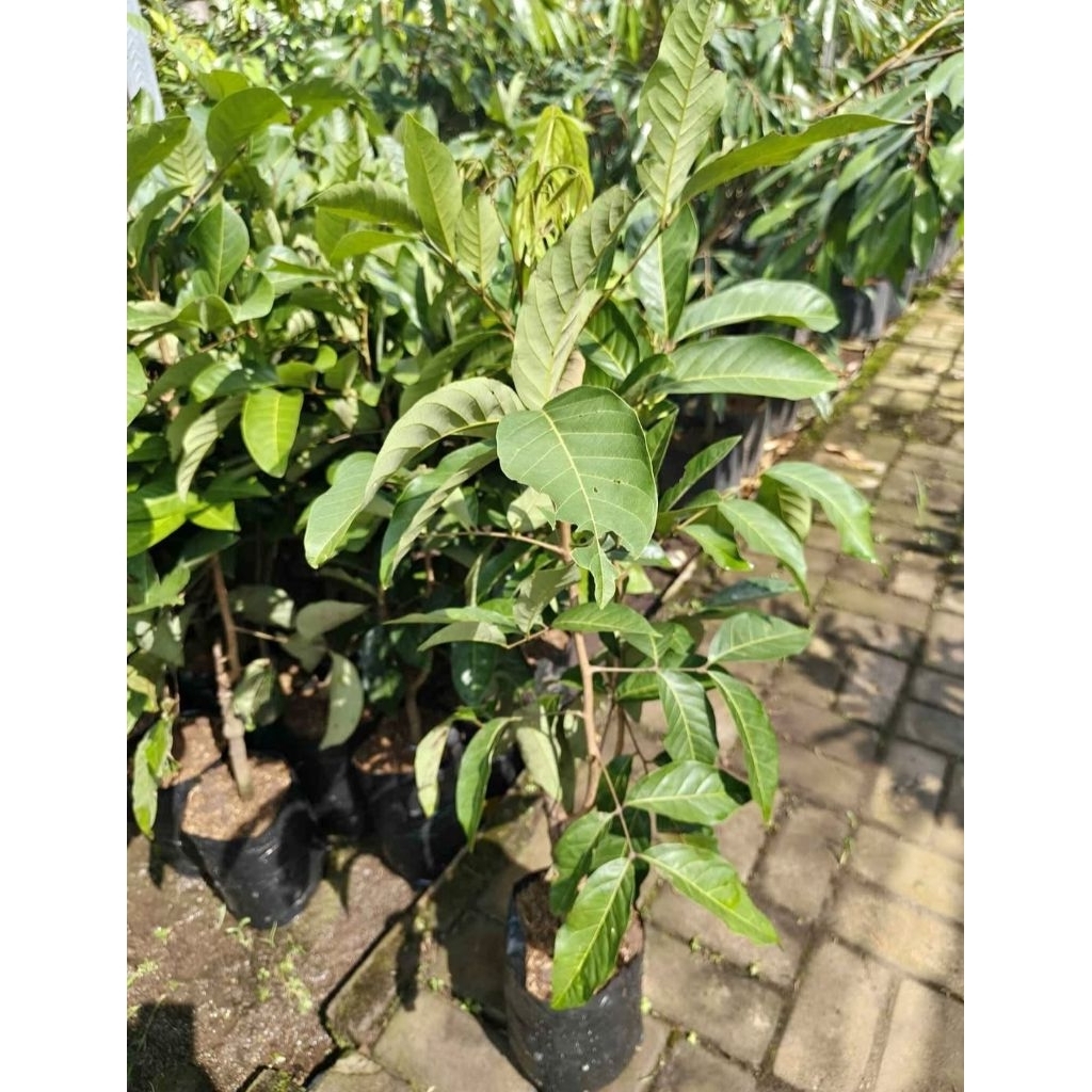 BIBIT RAMBUTAN BINJAI OKULASI/STEK