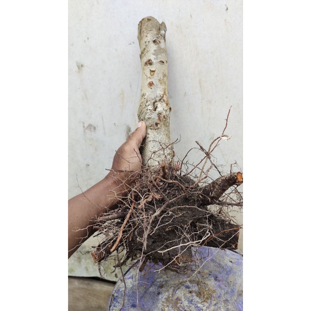 bahan bonsai Rukem pupus merah realpic sesuai gambar