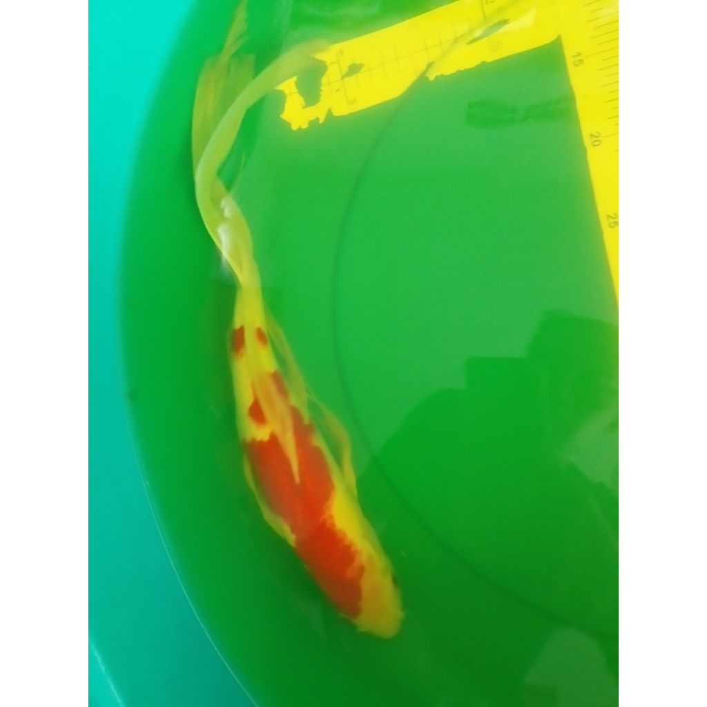 Ikan koi jenis Slayer Kohaku 40cm HQ