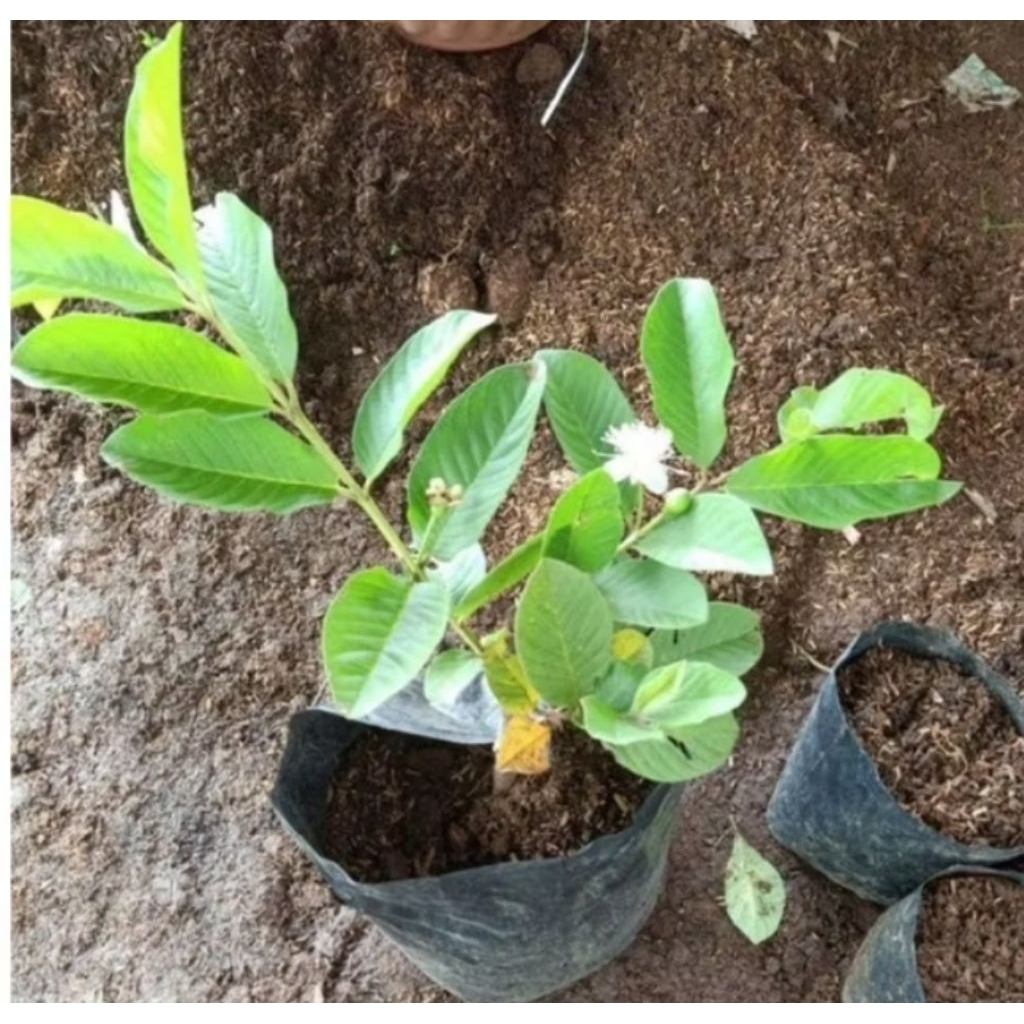 bibit buah jambu kristal cangkokan siap berbuah