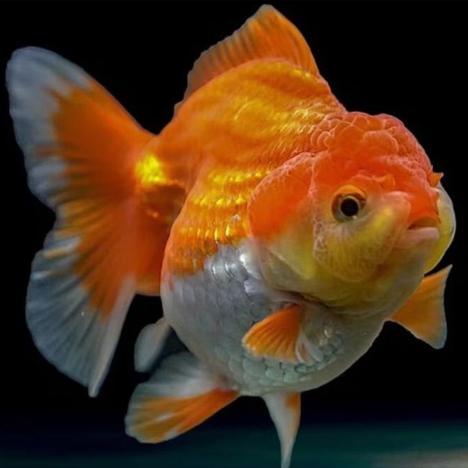 ikan koki oranda short tail red white murah meriah