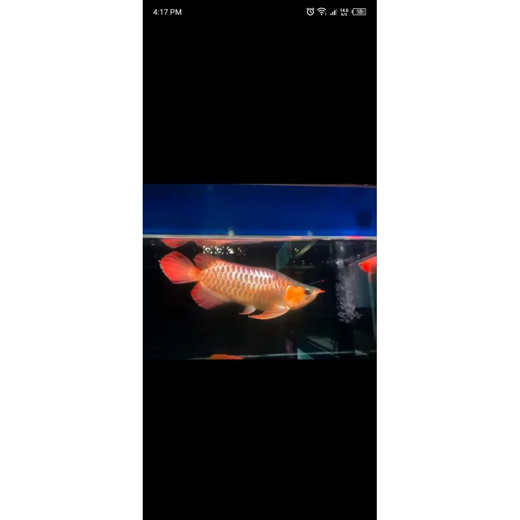 promo awal tahun arwana super red semi king blue base