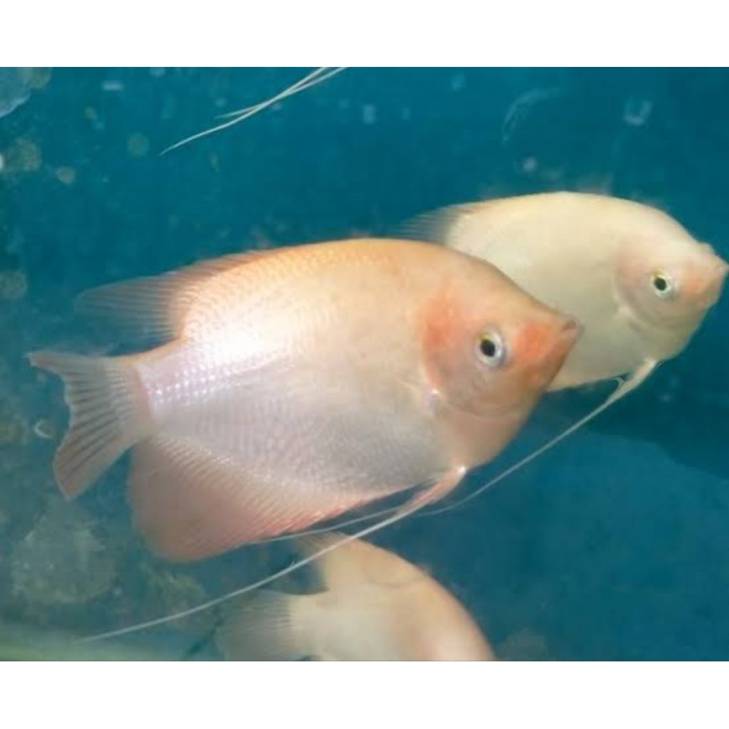 koleksi gurami padang/putih 2 jari