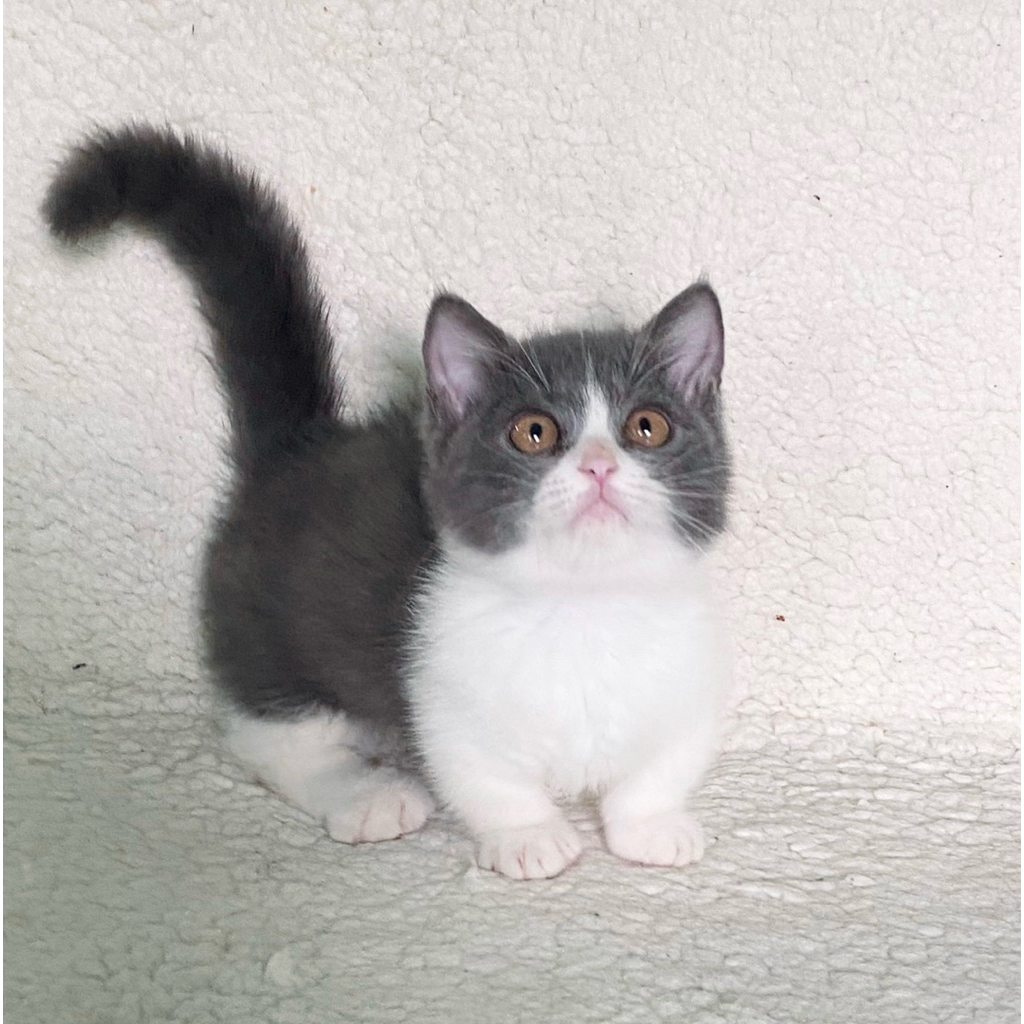 Munchkin British shorthair bsh scottish peaknose persia anggora