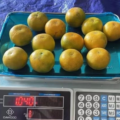 Buah Jeruk Medan Manis 1 Kg