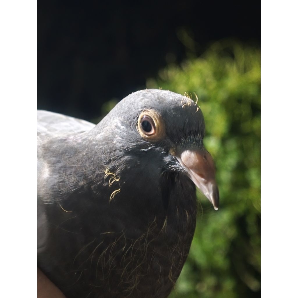 merpati pos piyik mandiri