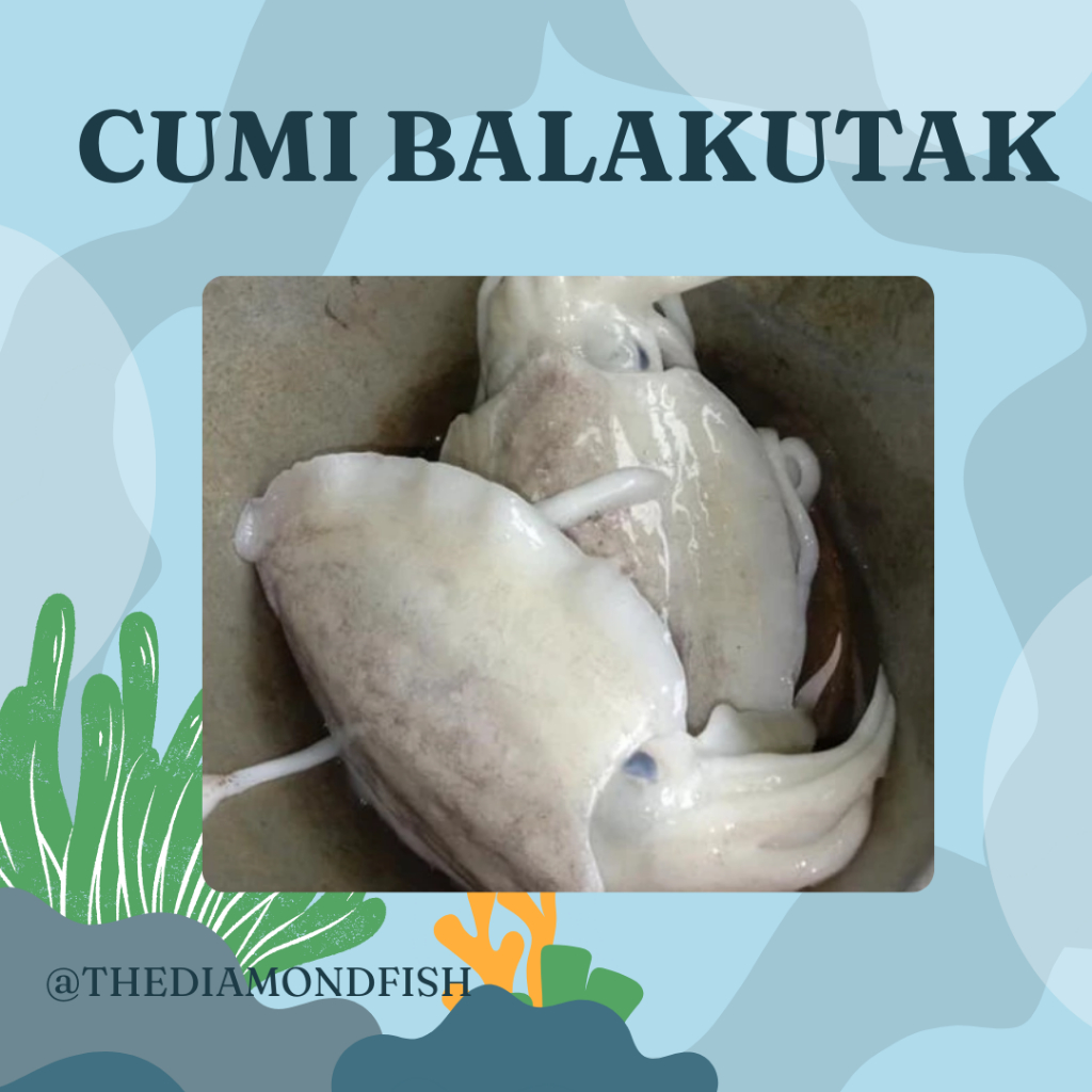 Balakutak 1Kg Balakutak Segar Cumi Sotong Segar Seafood Cumi Cumi Segar