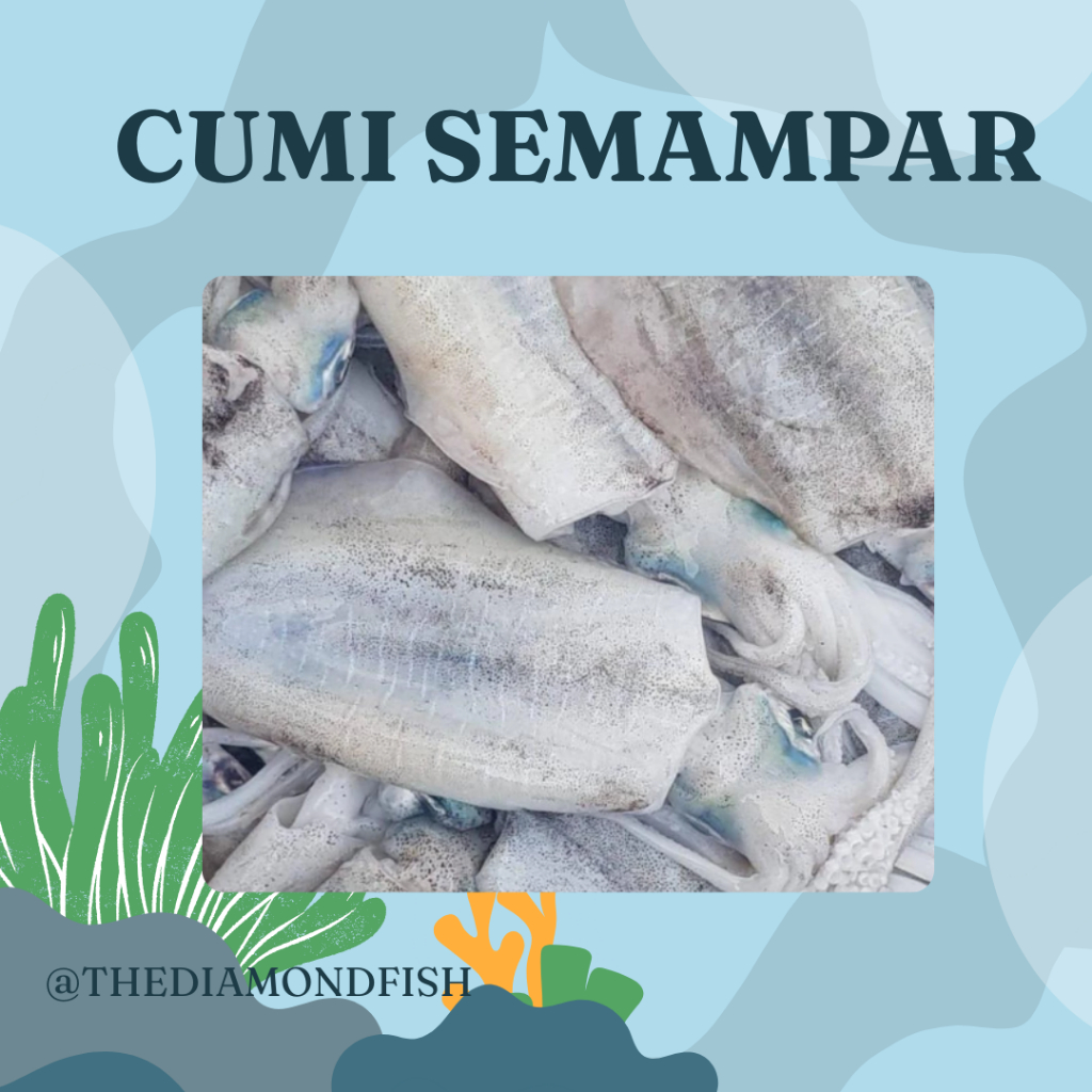 Cumi Semampar Segar Cumi Semampar 1Kg Seafood Cumi Cumi Segar